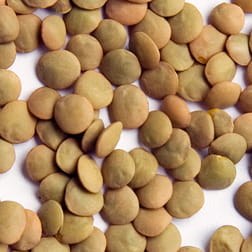 Beans - Lentils